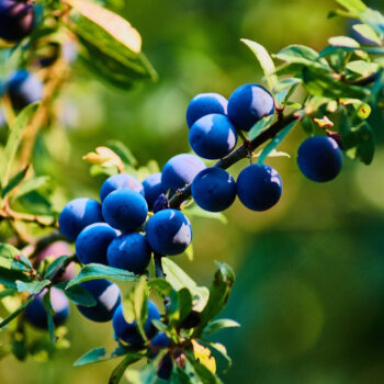 Die blau-schwarzen Beeren der Schlehe sind erst nach ein paar Frostnächten richtig genießbar. Dann sind sie süß, entzündungshemmend und gesundheitsfördernd