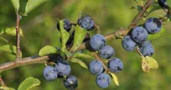 Die blau-schwarzen Beeren der Schlehe sind erst nach ein paar Frostnächten richtig genießbar. Dann sind sie süß, entzündungshemmend und gesundheitsfördernd