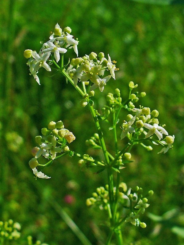 WiesenLabkraut Kostbare Natur