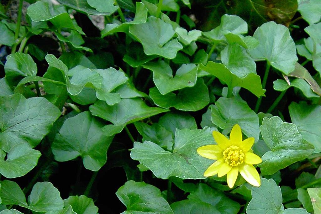 Scharbockskraut - Kostbare Natur