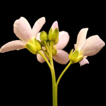 Wiesen-Schaumkraut - Die Hungerblume regt Leber und Galle an, wirkt gegen Frühjahrmüdigkeit und stärkt das Immunsystem