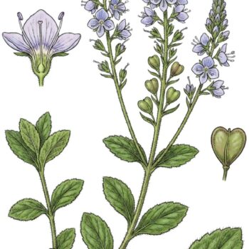 Echter Ehrenpreis: erkennen, sammeln, anbauen und vielseitig nutzen – als Wildkraut, Tee und Hausmittel, mit praktischen Tipps.