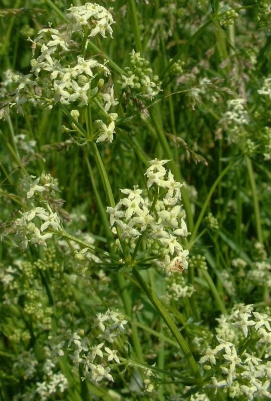WiesenLabkraut Kostbare Natur
