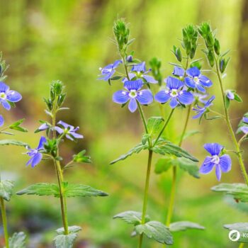 Echter Ehrenpreis: erkennen, sammeln, anbauen und vielseitig nutzen – als Wildkraut, Tee und Hausmittel, mit praktischen Tipps.
