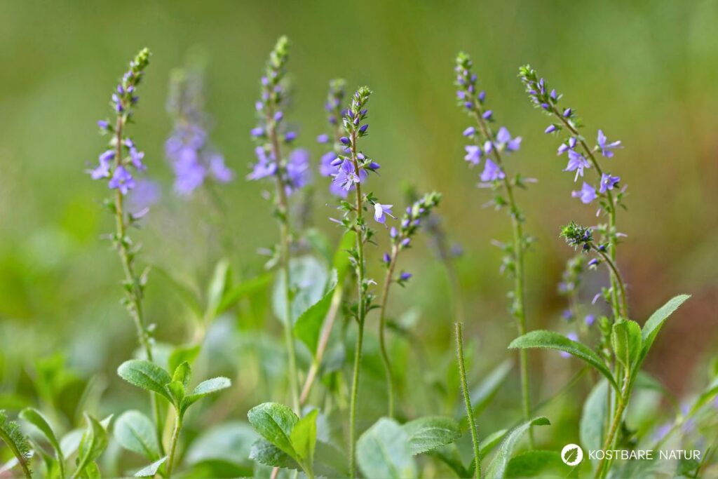 Echter Ehrenpreis: erkennen, sammeln, anbauen und vielseitig nutzen – als Wildkraut, Tee und Hausmittel, mit praktischen Tipps.
