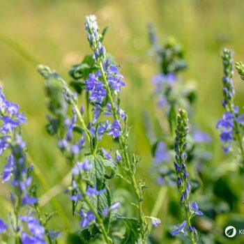 Echter Ehrenpreis: erkennen, sammeln, anbauen und vielseitig nutzen – als Wildkraut, Tee und Hausmittel, mit praktischen Tipps.