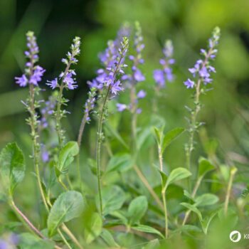 Echter Ehrenpreis: erkennen, sammeln, anbauen und vielseitig nutzen – als Wildkraut, Tee und Hausmittel, mit praktischen Tipps.