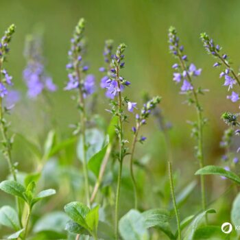 Echter Ehrenpreis: erkennen, sammeln, anbauen und vielseitig nutzen – als Wildkraut, Tee und Hausmittel, mit praktischen Tipps.