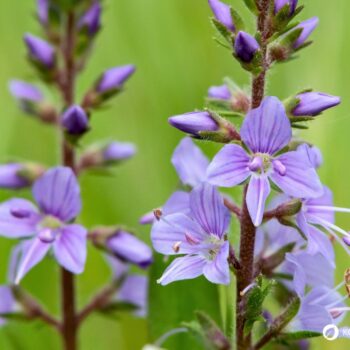 Echter Ehrenpreis: erkennen, sammeln, anbauen und vielseitig nutzen – als Wildkraut, Tee und Hausmittel, mit praktischen Tipps.