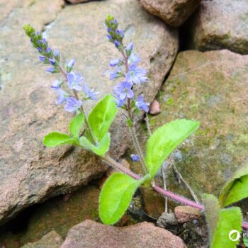 Echter Ehrenpreis: erkennen, sammeln, anbauen und vielseitig nutzen – als Wildkraut, Tee und Hausmittel, mit praktischen Tipps.