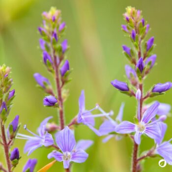 Echter Ehrenpreis: erkennen, sammeln, anbauen und vielseitig nutzen – als Wildkraut, Tee und Hausmittel, mit praktischen Tipps.