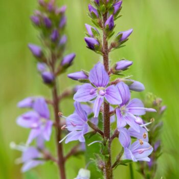Echter Ehrenpreis: erkennen, sammeln, anbauen und vielseitig nutzen – als Wildkraut, Tee und Hausmittel, mit praktischen Tipps.