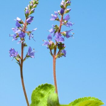 Echter Ehrenpreis: erkennen, sammeln, anbauen und vielseitig nutzen – als Wildkraut, Tee und Hausmittel, mit praktischen Tipps.
