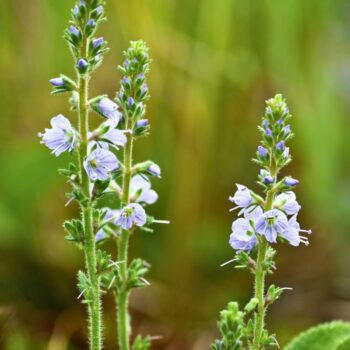 Echter Ehrenpreis: erkennen, sammeln, anbauen und vielseitig nutzen – als Wildkraut, Tee und Hausmittel, mit praktischen Tipps.