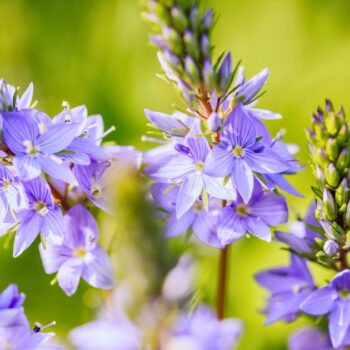 Echter Ehrenpreis: erkennen, sammeln, anbauen und vielseitig nutzen – als Wildkraut, Tee und Hausmittel, mit praktischen Tipps.