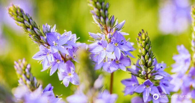 Echter Ehrenpreis: erkennen, sammeln, anbauen und vielseitig nutzen – als Wildkraut, Tee und Hausmittel, mit praktischen Tipps.