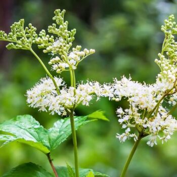 Der Duft des Mädesüß vermittelt Lebensfreude, es eignet sich zum Aromatisieren von Speisen und hilft bei Kopfschmerzen.