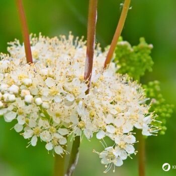 Der Duft des Mädesüß vermittelt Lebensfreude, es eignet sich zum Aromatisieren von Speisen und hilft bei Kopfschmerzen.