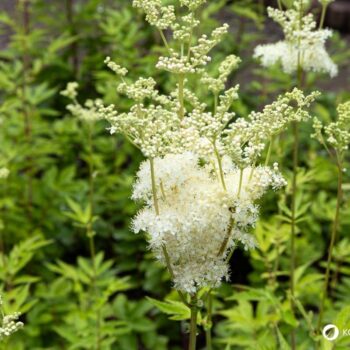 Der Duft des Mädesüß vermittelt Lebensfreude, es eignet sich zum Aromatisieren von Speisen und hilft bei Kopfschmerzen.