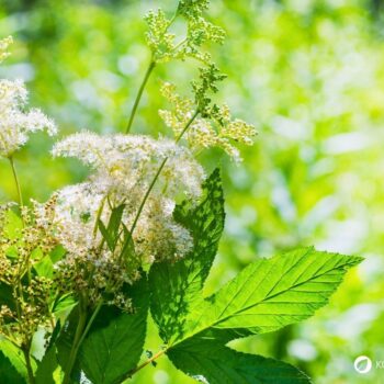 Der Duft des Mädesüß vermittelt Lebensfreude, es eignet sich zum Aromatisieren von Speisen und hilft bei Kopfschmerzen.