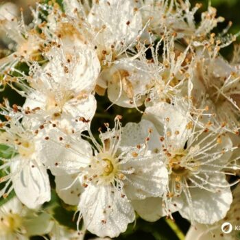 Der Duft des Mädesüß vermittelt Lebensfreude, es eignet sich zum Aromatisieren von Speisen und hilft bei Kopfschmerzen.