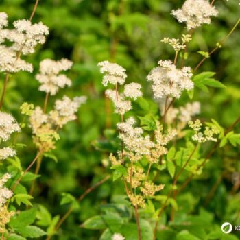 Der Duft des Mädesüß vermittelt Lebensfreude, es eignet sich zum Aromatisieren von Speisen und hilft bei Kopfschmerzen.