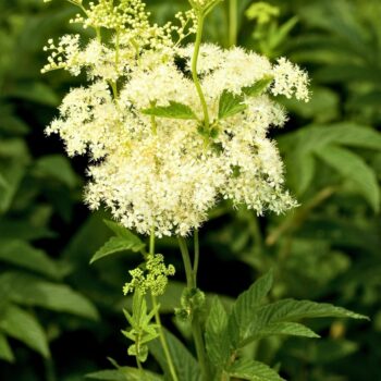 Der Duft des Mädesüß vermittelt Lebensfreude, es eignet sich zum Aromatisieren von Speisen und hilft bei Kopfschmerzen.