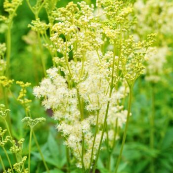 Der Duft des Mädesüß vermittelt Lebensfreude, es eignet sich zum Aromatisieren von Speisen und hilft bei Kopfschmerzen.