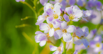 Wiesen-Schaumkraut - Die Hungerblume regt Leber und Galle an, wirkt gegen Frühjahrmüdigkeit und stärkt das Immunsystem