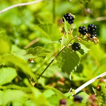 Die Brombeere ist nicht nur eine köstliche Sommerfrucht, sondern auch ein kleines Gesundheitswunder aus der Natur.
