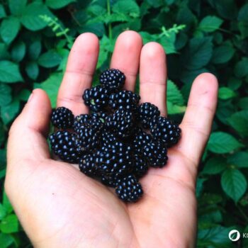 Die Brombeere ist nicht nur eine köstliche Sommerfrucht, sondern auch ein kleines Gesundheitswunder aus der Natur.