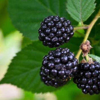 Die Brombeere ist nicht nur eine köstliche Sommerfrucht, sondern auch ein kleines Gesundheitswunder aus der Natur.