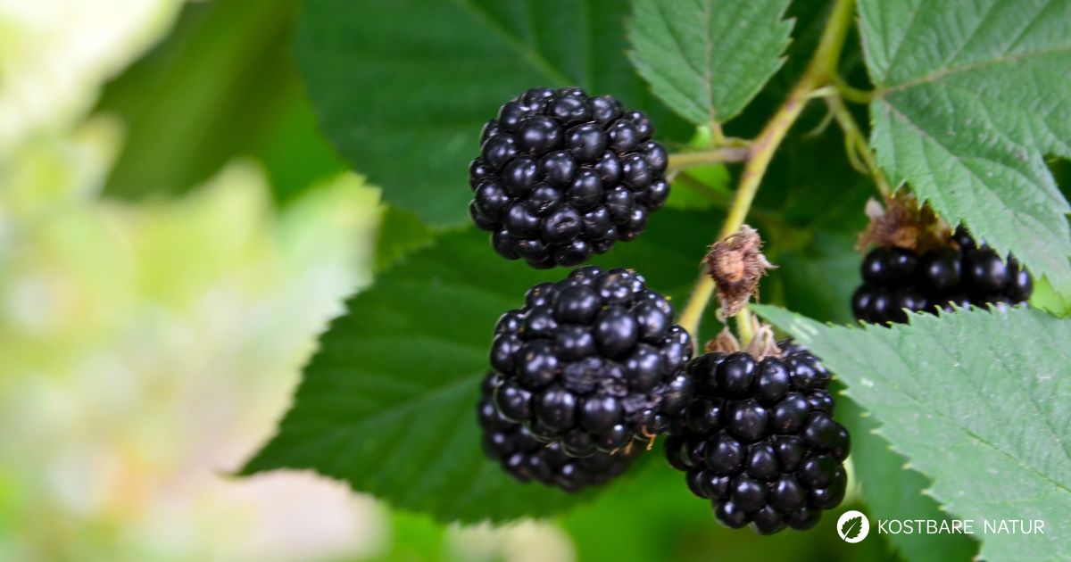 Die Brombeere ist nicht nur eine köstliche Sommerfrucht, sondern auch ein kleines Gesundheitswunder aus der Natur.