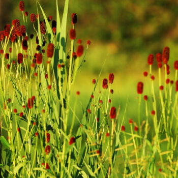 In der traditionellen chinesischen Medizin wird der Wiesenknopf bei Durchfällen und Hämorrhoiden genutzt, auch bei uns war er früher sehr beliebt. Finde heraus, wie du ihn noch heute nutzen kannst!