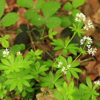 Waldmeister ist häufig wild zu finden und du kannst ihn für Maibowle, andere Süßspeisen aber auch zu Heilzwecken leicht nutzen.