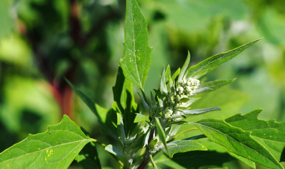 Saponine Kostbare Natur