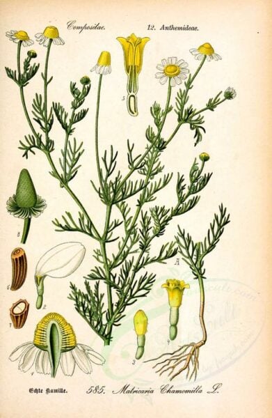 Die Kamille ist wohl die bekannteste Heilpflanze und war schon im alten Ägypten und Griechenland hoch geschätzt. Finde heraus, wie du ihre Heilkräfte richtig nutzt.