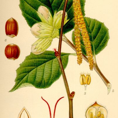Haselnuss Rinde Haselnuss / Haselstrauch - Kostbare Natur