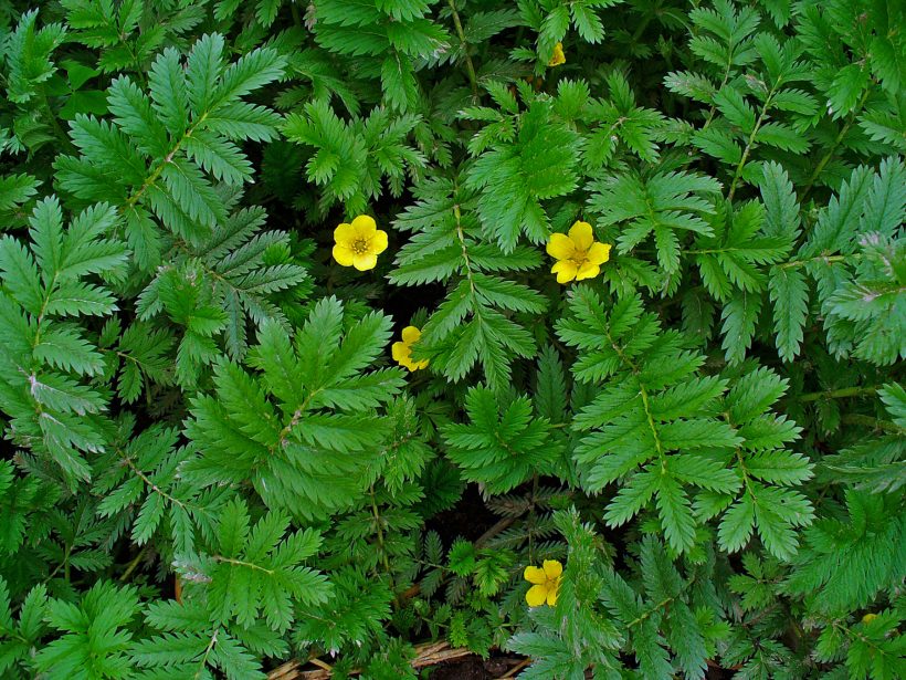 Das Gänsefingerkraut ist nicht nur bei Gänsen und Bauern als Wundheilmittel für ihre Tiere beliebt. Es liefert viel Vitamin C, hilft bei Kalziummangel und unter anderem bei Krämpfen.