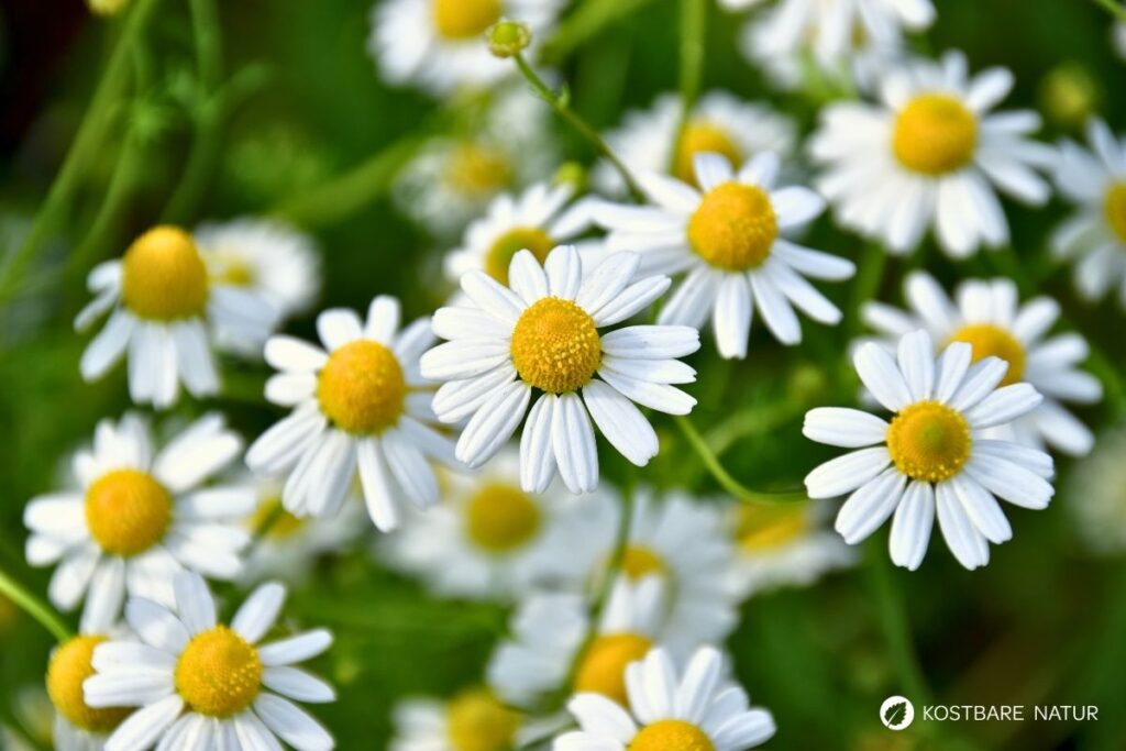 Die Kamille ist wohl die bekannteste Heilpflanze und war schon im alten Ägypten und Griechenland hoch geschätzt. Finde heraus, wie du ihre Heilkräfte richtig nutzt.