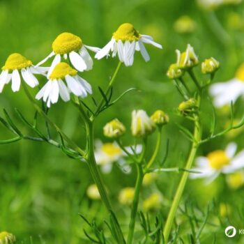 Die Kamille ist wohl die bekannteste Heilpflanze und war schon im alten Ägypten und Griechenland hoch geschätzt. Finde heraus, wie du ihre Heilkräfte richtig nutzt.