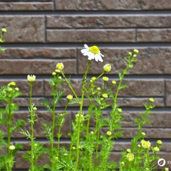 Die Kamille ist wohl die bekannteste Heilpflanze und war schon im alten Ägypten und Griechenland hoch geschätzt. Finde heraus, wie du ihre Heilkräfte richtig nutzt.