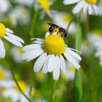 Die Kamille ist wohl die bekannteste Heilpflanze und war schon im alten Ägypten und Griechenland hoch geschätzt. Finde heraus, wie du ihre Heilkräfte richtig nutzt.