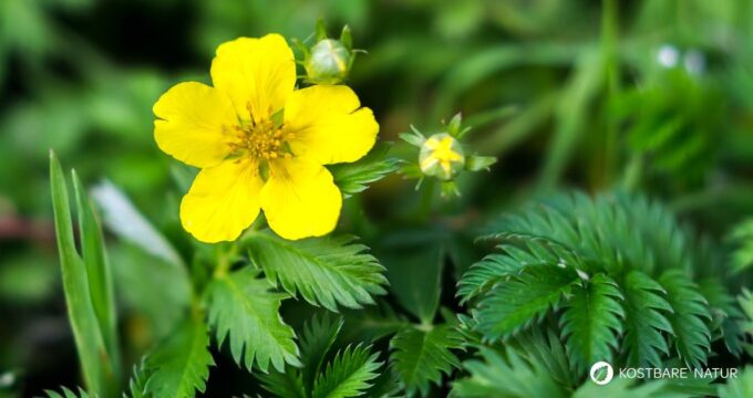 Das Gänsefingerkraut ist nicht nur bei Gänsen und Bauern als Wundheilmittel für seine Tiere beliebt. Es liefert viel Vitamin C, hilft bei Kalziummangel und unter anderem bei Krämpfen