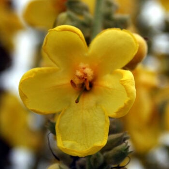 Mit ihren warm-gelben Blüten ist die Königskerze ein Symbol für langes Leben. Besonders bekannt ist ihre Wirkung gegen Husten, Heiserkeit und Halsschmerzen.