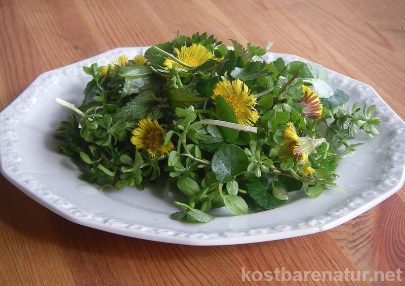 Im Vorfrühling sind einige Wildpflanzen schon in größeren Mengen zu finden, so dass es für einen leckeren Salat reicht. Hier sind fünf meiner Favoriten.