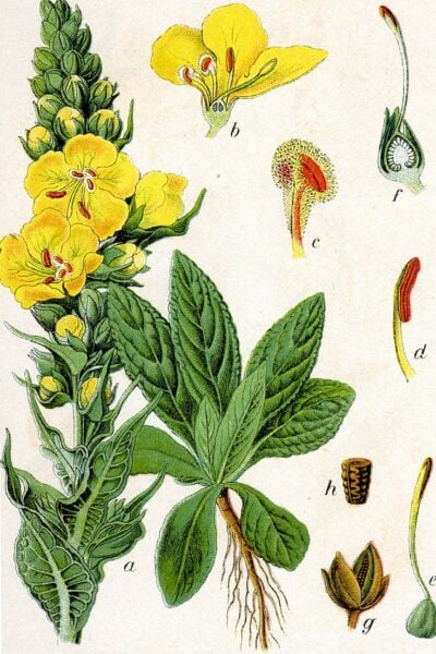 Mit ihren warm-gelben Blüten ist die Königskerze ein Symbol für langes Leben. Besonders bekannt ist ihre Wirkung gegen Husten, Heiserkeit und Halsschmerzen.