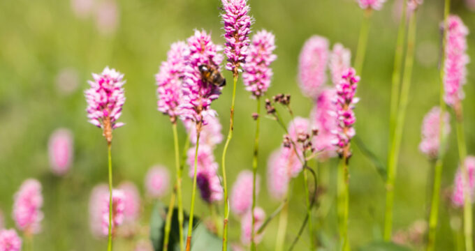 Nicht nur die Bienen wissen den Schlangen-Knöterich zu schätzen. Seine Blüten und Früchte sind essbar und seine Wurzel kannst du für die Gesundheit nutzen.