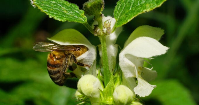 Die oft unbeachtete zahme Nessel ist ein schmackhaftes Wildgemüse, als Salatgrundlage geeignet und kann auch bei vielen gesundheitlichen Beschwerden helfen.