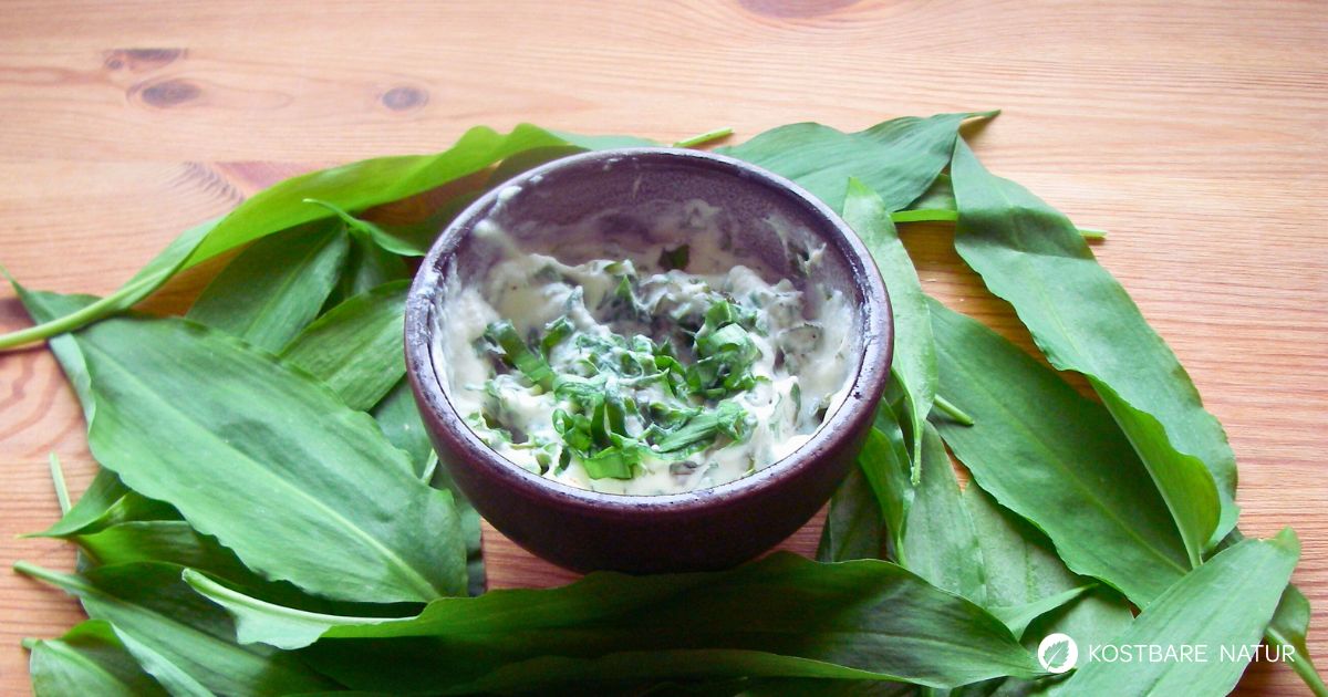 Bärlauch zählt zu den schmackhaftesten Wildpflanzen überhaupt und macht sich wunderbar in pflanzlichen Brotaufstrichen. 
